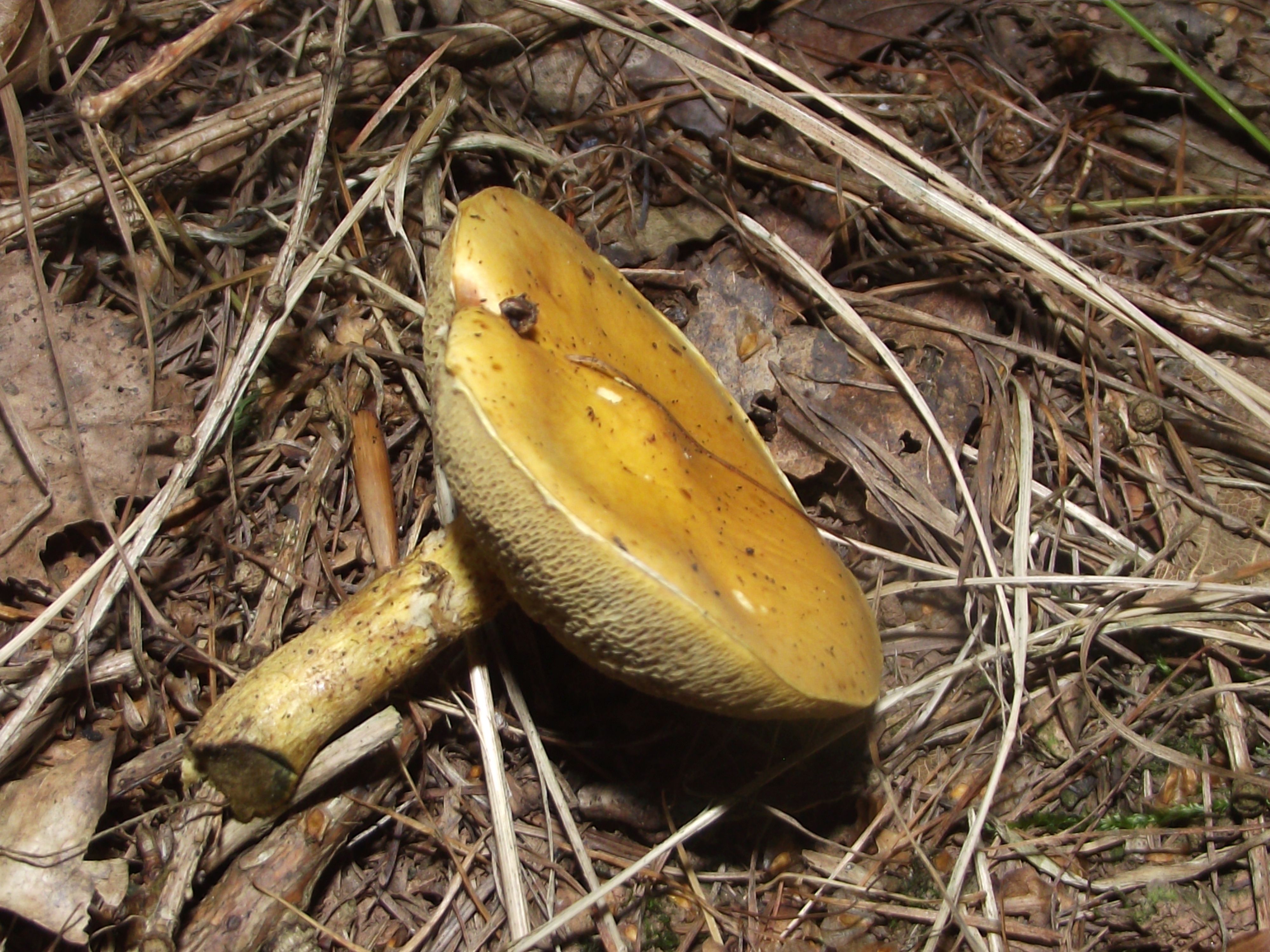 Goldgelber Lärchen-Röhrling